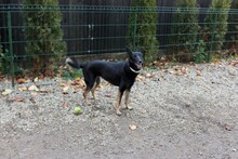 DIDI, Hund, Mischlingshund in Rumänien - Bild 7