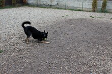DIDI, Hund, Mischlingshund in Rumänien - Bild 8