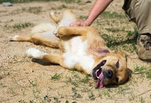MISTI, Hund, Golden Retriever-Mix in Spanien - Bild 3
