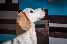 EDVARD, Hund, Beagle in Ungarn - Bild 4