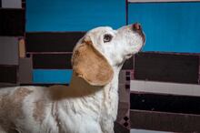 EDVARD, Hund, Beagle in Ungarn - Bild 5