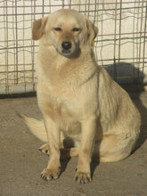 FRANJO, Hund, Mischlingshund in Bulgarien - Bild 1