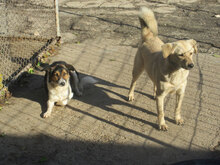 FRANJO, Hund, Mischlingshund in Bulgarien - Bild 10