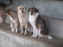 FRANJO, Hund, Mischlingshund in Bulgarien - Bild 11