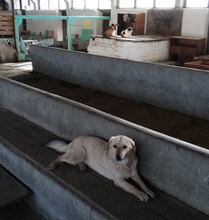 FRANJO, Hund, Mischlingshund in Bulgarien - Bild 12