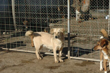 FRANJO, Hund, Mischlingshund in Bulgarien - Bild 13