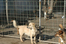 FRANJO, Hund, Mischlingshund in Bulgarien - Bild 14