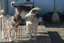 FRANJO, Hund, Mischlingshund in Bulgarien - Bild 15