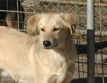 FRANJO, Hund, Mischlingshund in Bulgarien - Bild 16