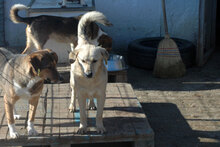 FRANJO, Hund, Mischlingshund in Bulgarien - Bild 17