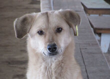 FRANJO, Hund, Mischlingshund in Bulgarien - Bild 2