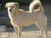 FRANJO, Hund, Mischlingshund in Bulgarien - Bild 3
