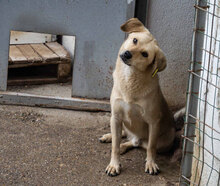 FRANJO, Hund, Mischlingshund in Bulgarien - Bild 4