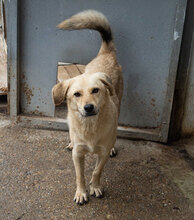 FRANJO, Hund, Mischlingshund in Bulgarien - Bild 5