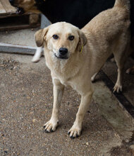 FRANJO, Hund, Mischlingshund in Bulgarien - Bild 6