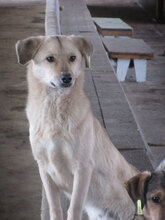 FRANJO, Hund, Mischlingshund in Bulgarien - Bild 7