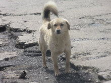 FRANJO, Hund, Mischlingshund in Bulgarien - Bild 8
