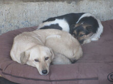 FRANJO, Hund, Mischlingshund in Bulgarien - Bild 9