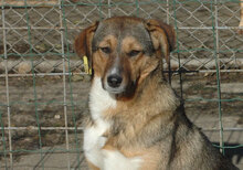 POLLY, Hund, Mischlingshund in Bulgarien - Bild 1