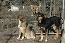 POLLY, Hund, Mischlingshund in Bulgarien - Bild 2