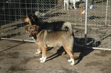 POLLY, Hund, Mischlingshund in Bulgarien - Bild 3