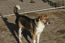 POLLY, Hund, Mischlingshund in Bulgarien - Bild 4