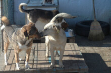 POLLY, Hund, Mischlingshund in Bulgarien - Bild 5