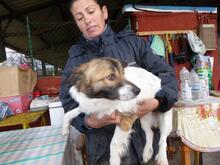 ARON, Hund, Mischlingshund in Eppelheim - Bild 3