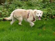 GORDI, Hund, Mischlingshund in Hohenhameln - Bild 1