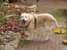 GORDI, Hund, Mischlingshund in Hohenhameln - Bild 3