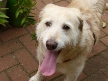 GORDI, Hund, Mischlingshund in Hohenhameln - Bild 4