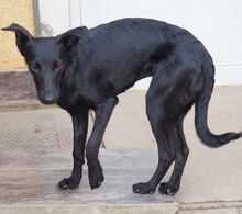 ABBARONJA, Hund, Mischlingshund in Kroatien - Bild 6