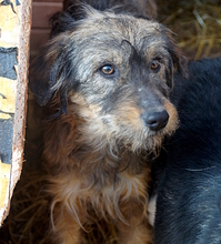 DICKIE, Hund, Mischlingshund in Rumänien - Bild 1