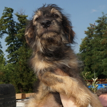 DICKIE, Hund, Mischlingshund in Rumänien - Bild 3