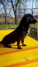TERA, Hund, Dackel in Kroatien - Bild 5