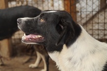 HERA, Hund, Mischlingshund in Rumänien - Bild 10