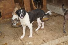 HERA, Hund, Mischlingshund in Rumänien - Bild 11