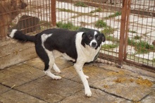 HERA, Hund, Mischlingshund in Rumänien - Bild 12