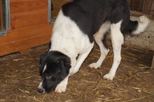 HERA, Hund, Mischlingshund in Rumänien - Bild 14