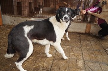 HERA, Hund, Mischlingshund in Rumänien - Bild 2
