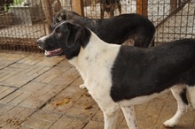 HERA, Hund, Mischlingshund in Rumänien - Bild 4