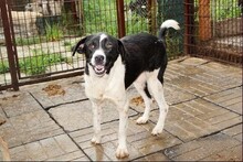 HERA, Hund, Mischlingshund in Rumänien - Bild 5