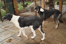 HERA, Hund, Mischlingshund in Rumänien - Bild 6