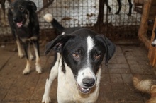 HERA, Hund, Mischlingshund in Rumänien - Bild 7