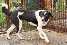 HERA, Hund, Mischlingshund in Rumänien - Bild 8