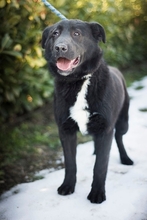 KOSTA, Hund, Labrador Retriever in Kroatien - Bild 1