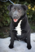 KOSTA, Hund, Labrador Retriever in Kroatien - Bild 2
