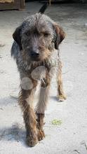 TIGGER, Hund, Mischlingshund in Rumänien - Bild 1