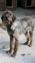 TIGGER, Hund, Mischlingshund in Rumänien - Bild 3