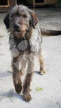 TIGGER, Hund, Mischlingshund in Rumänien - Bild 4